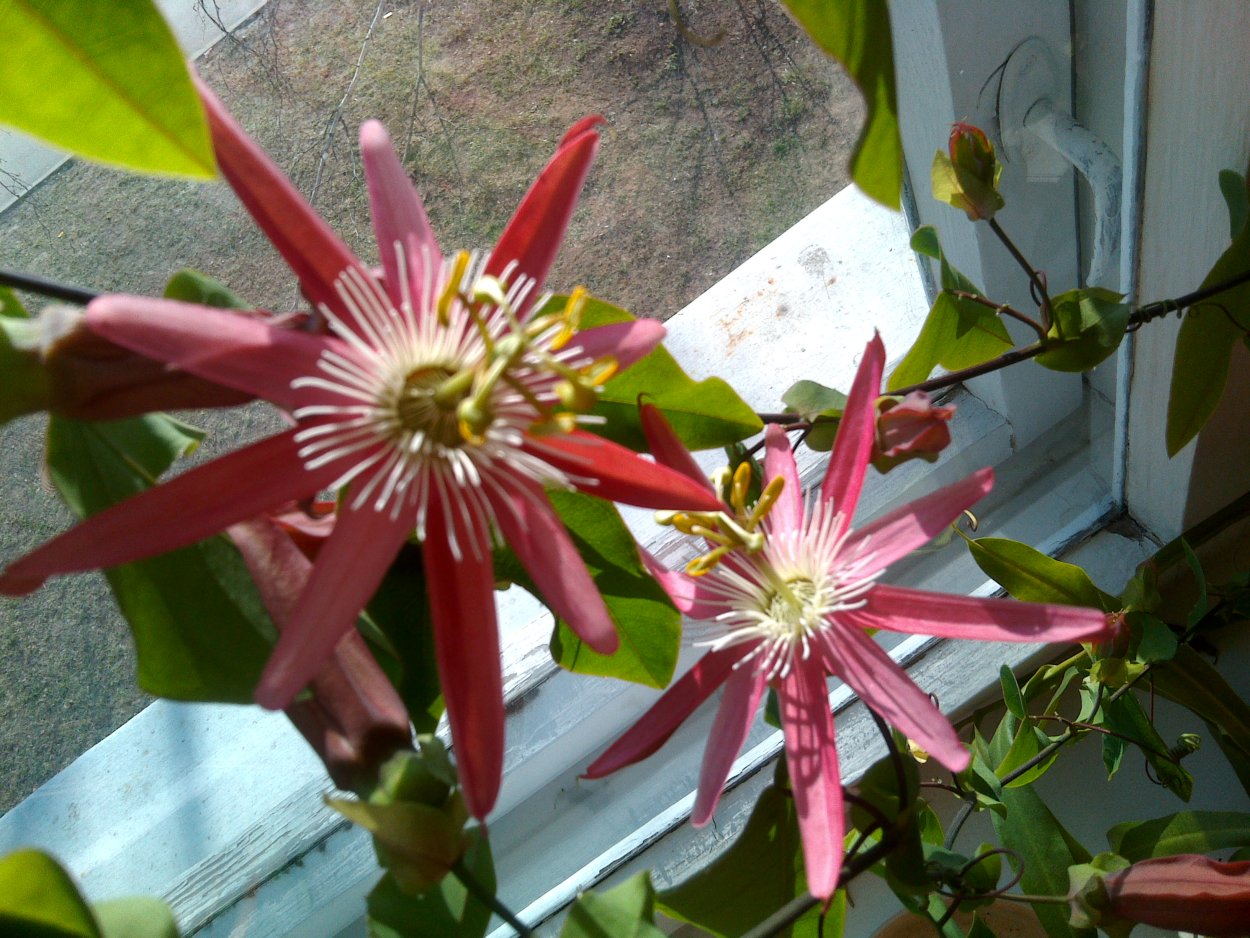 Скарификация пассифлоры