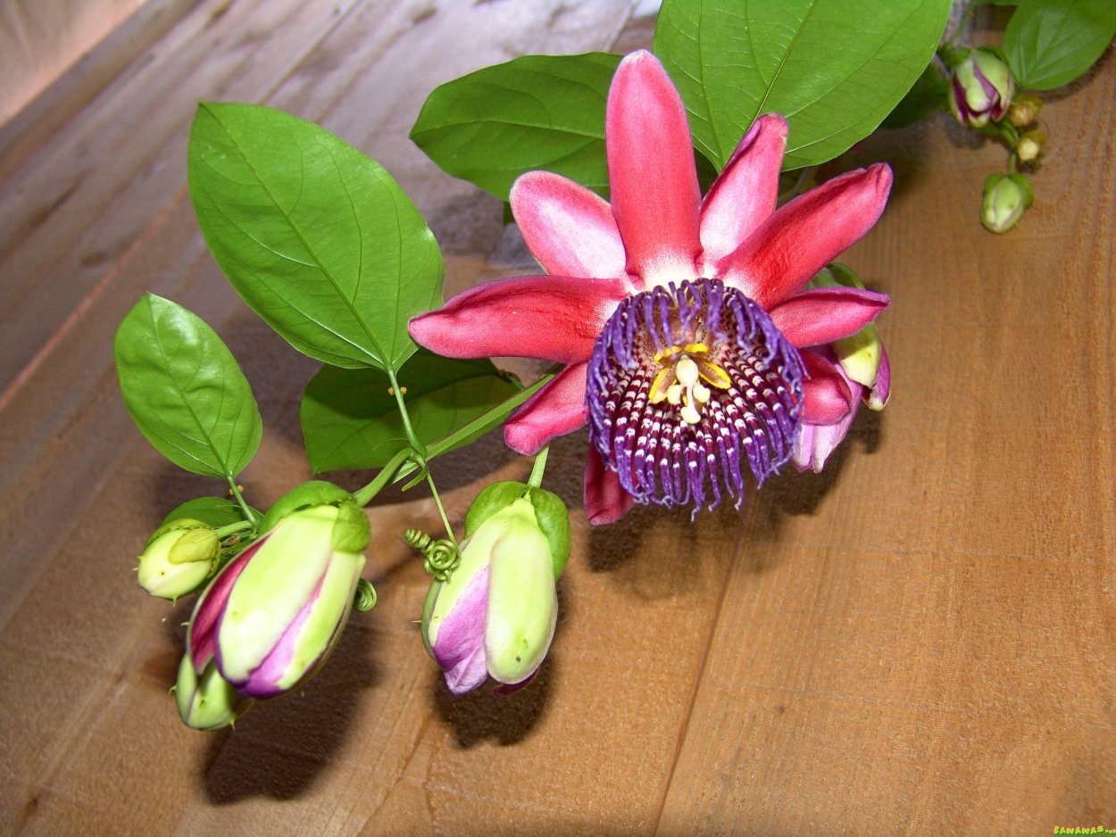 Цветы пассифлора алата ред