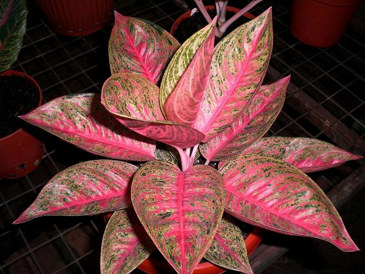 Аглаонема Просперити