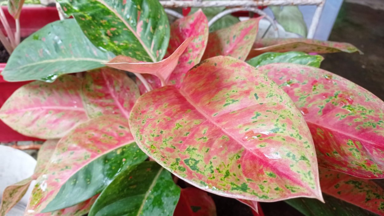 Аглаонема и Диффенбахия отличия