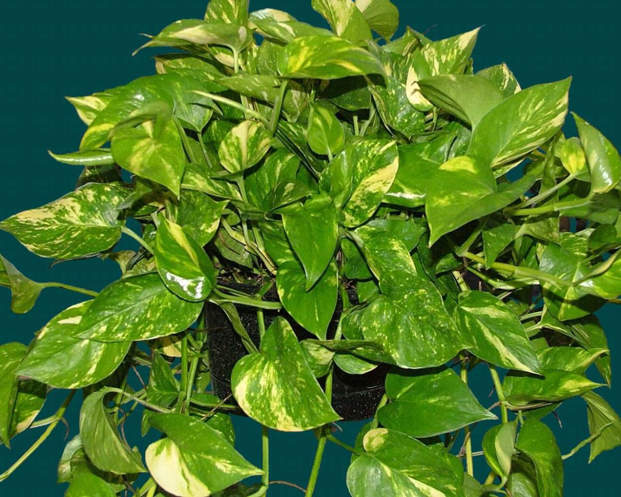 Сциндапсус тайский клон