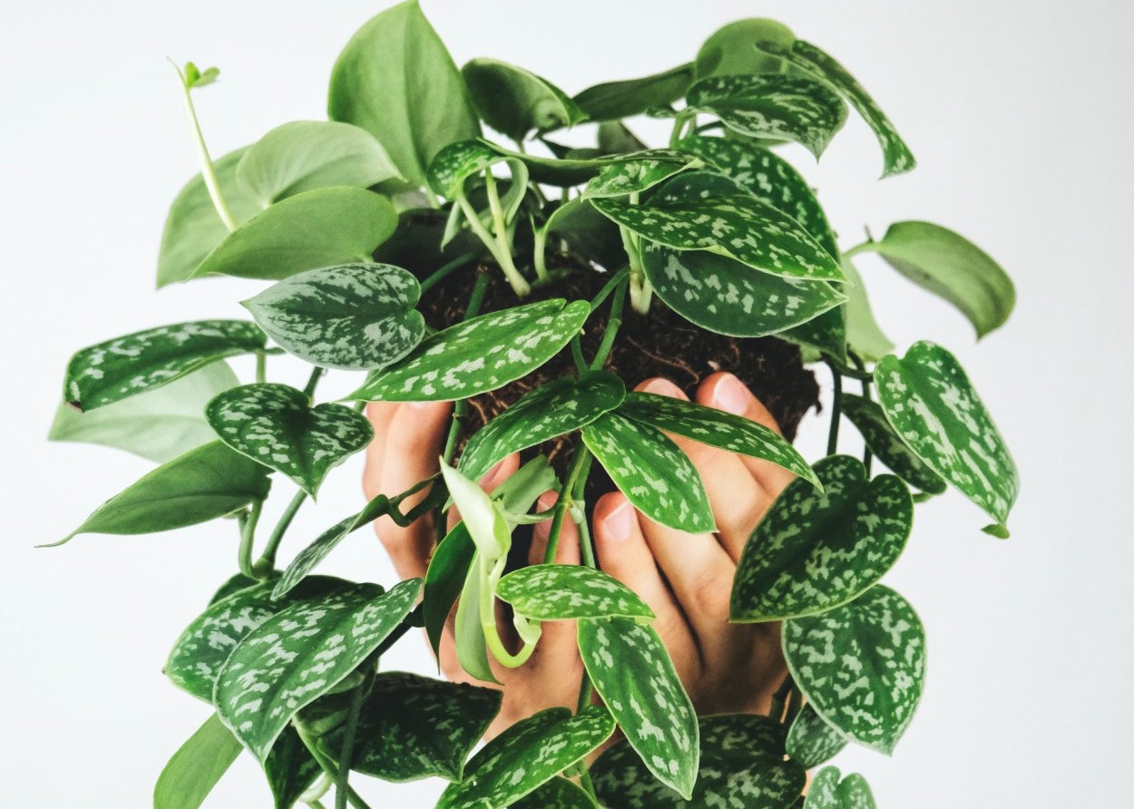 Сциндапсус Мунлайт