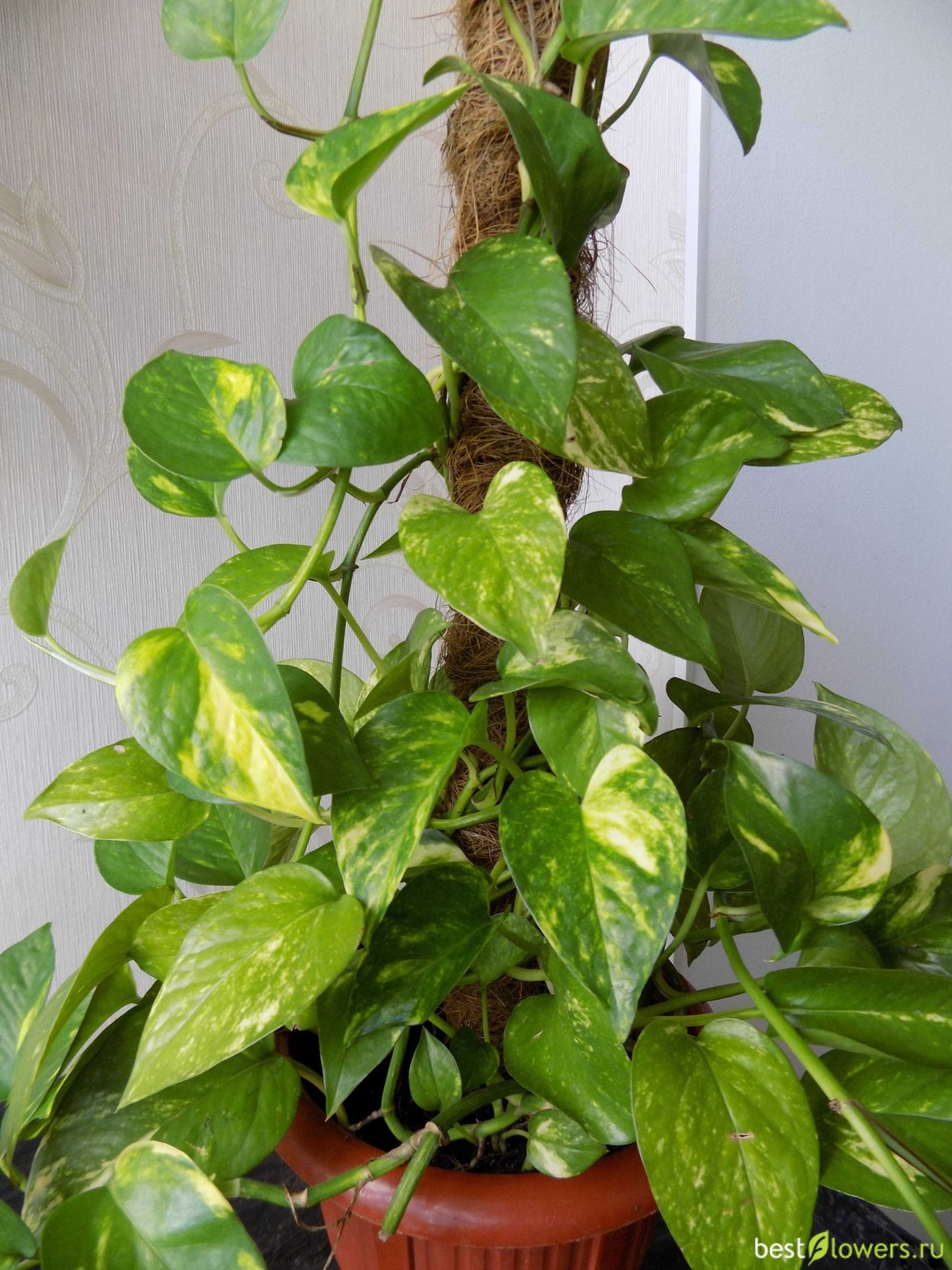 Мужегон сциндапсус