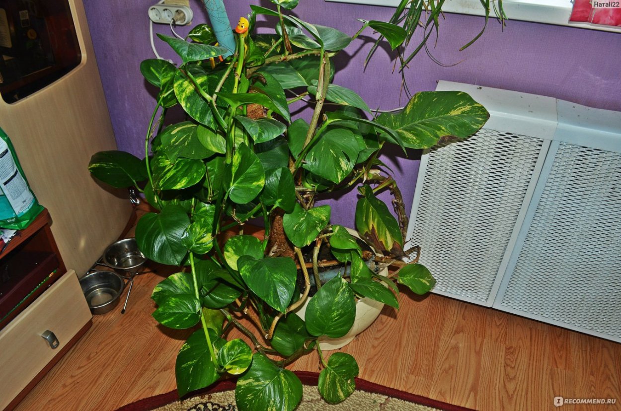 Гибискус мужегон