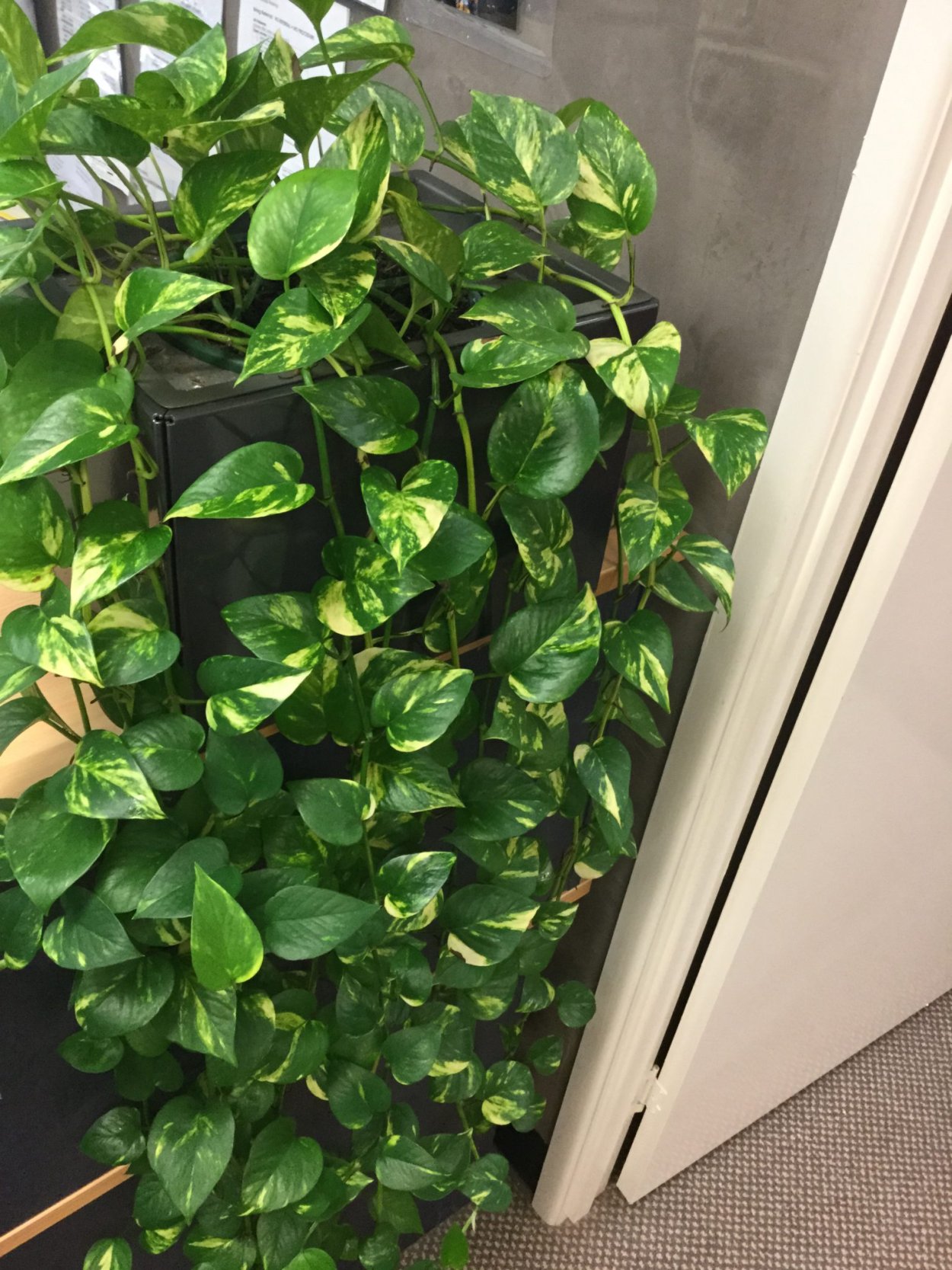 Сциндапсус Эпипремнум золотистый