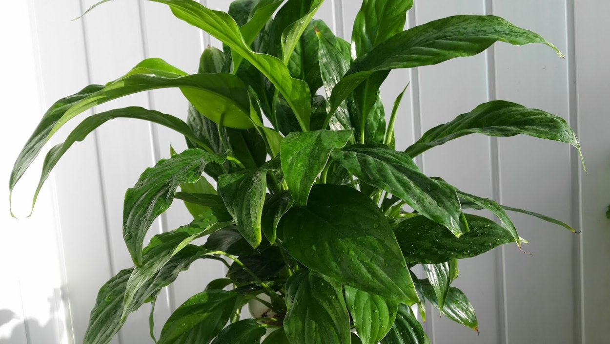 Кротон мужегон