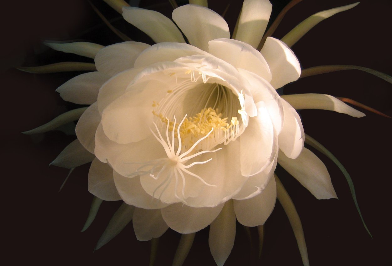 Кадупул Королева ночи