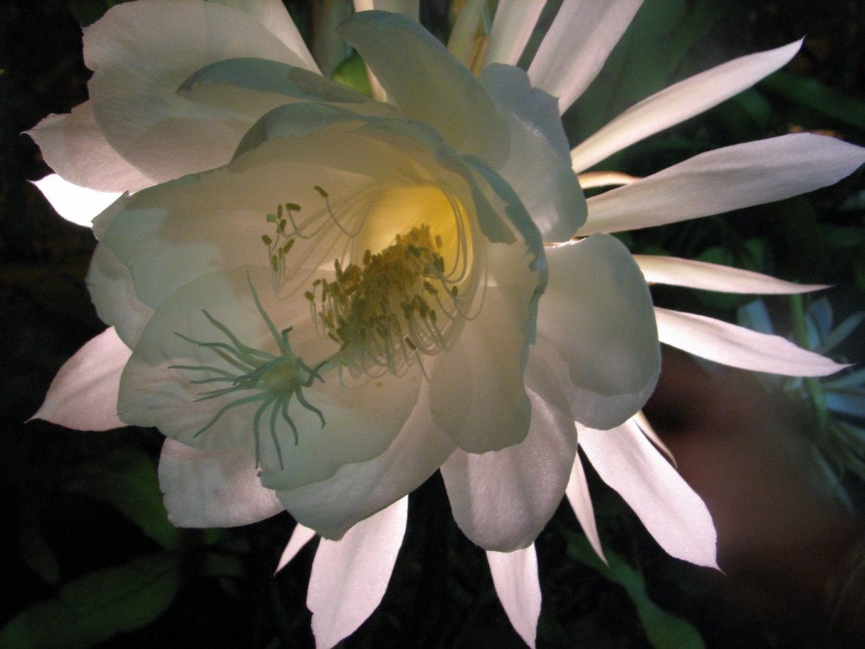 Epiphyllum oxypetalum