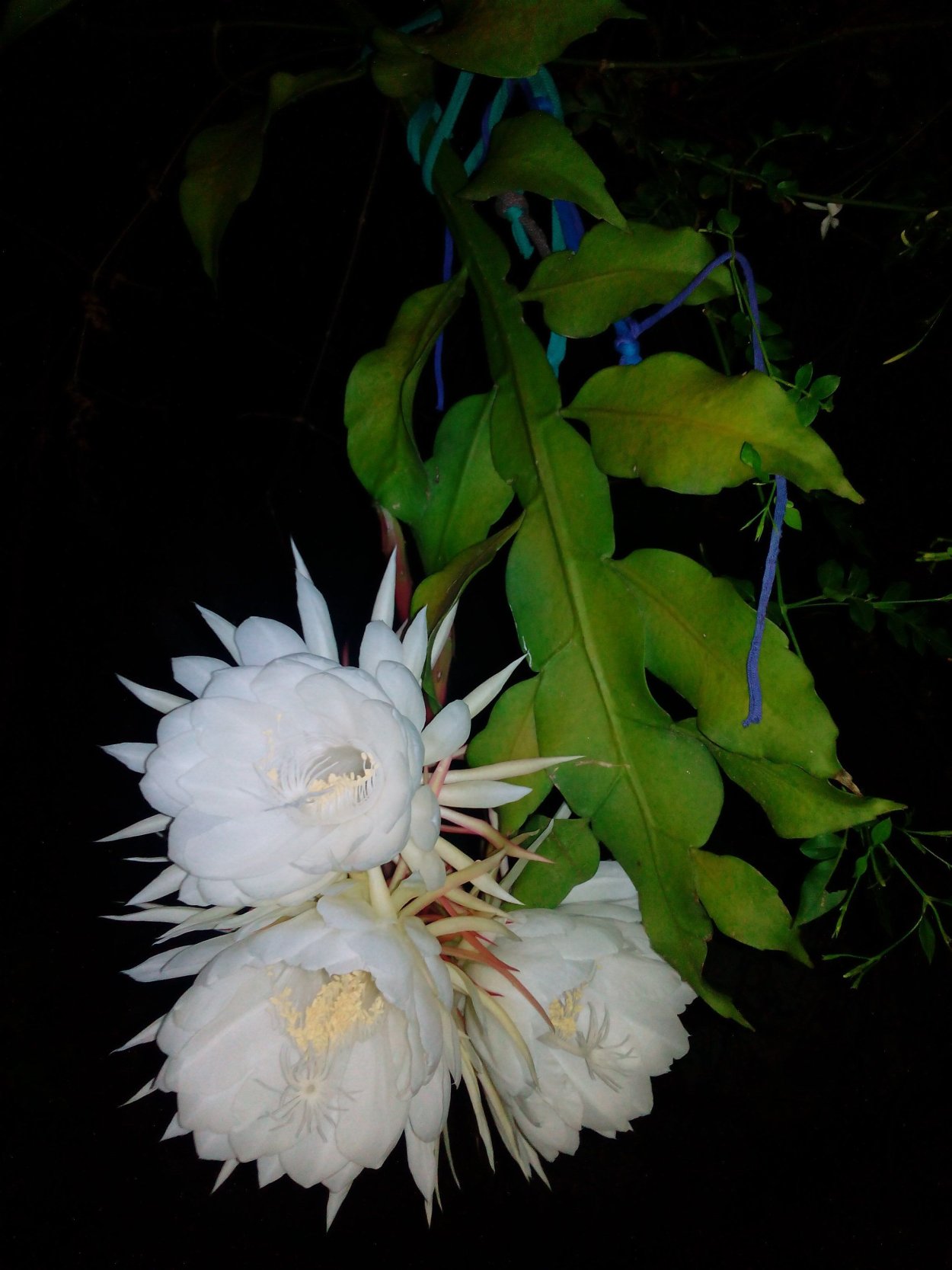 Эпифиллум оксипеталум царица ночи