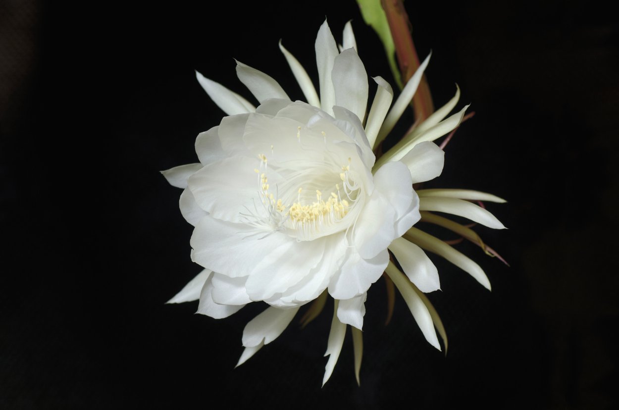 Кадупул (Epiphyllum oxypetalum)