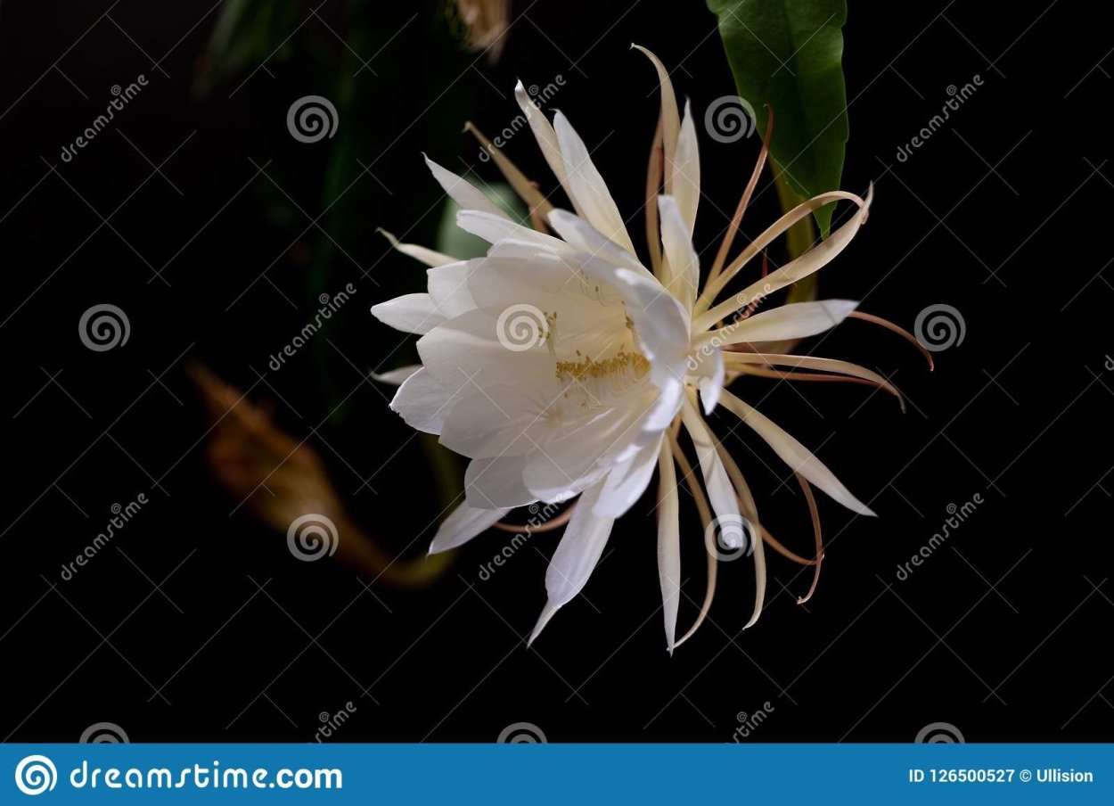 Белый леди ночь oxypetalum