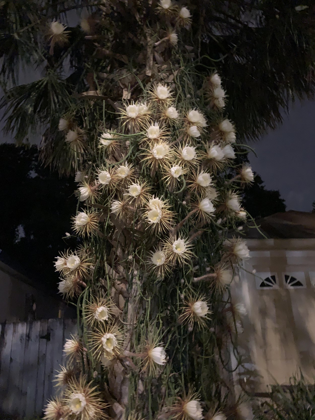 Лиана царица ночи