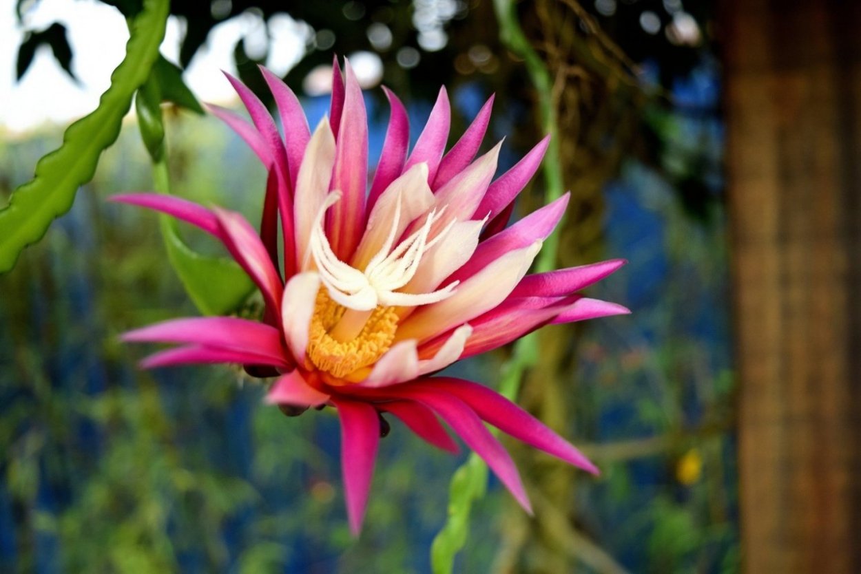 Цветок Королева ночи 8 букв