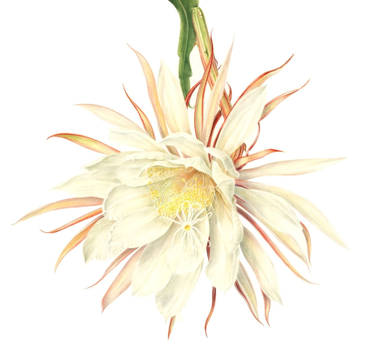 Тату эпифиллум