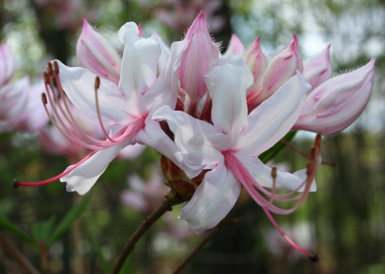 Ядовитые цветы