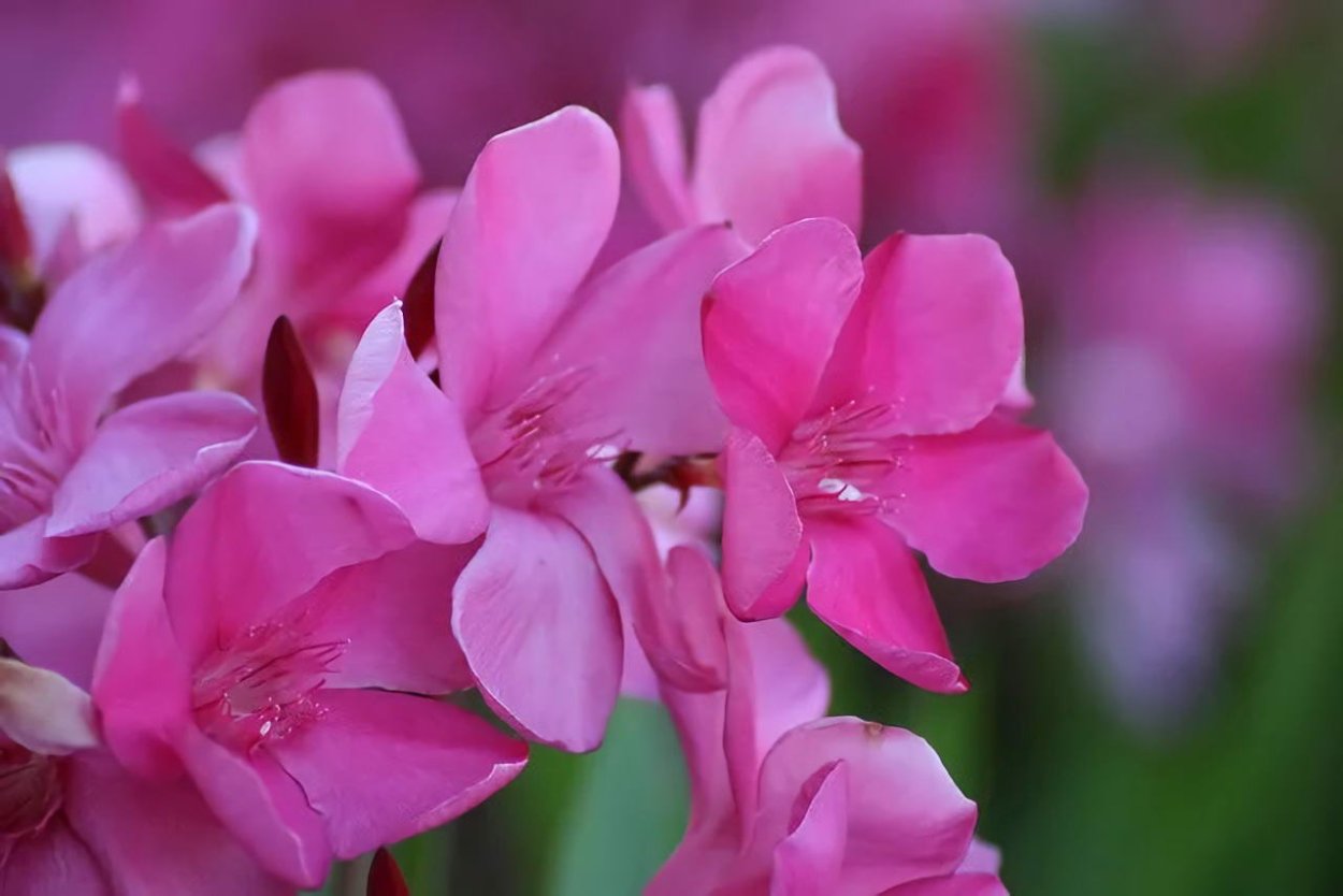 Сандал цветок