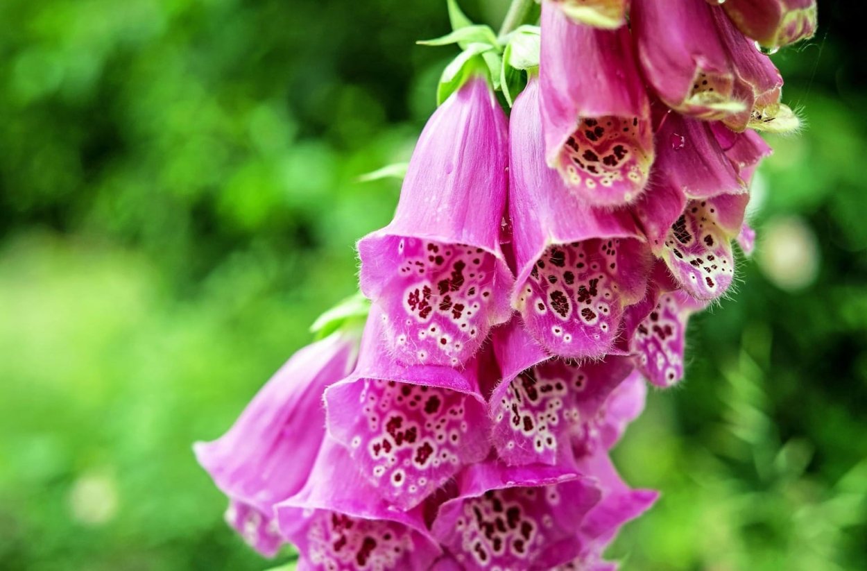 Колокольчик наперстянка