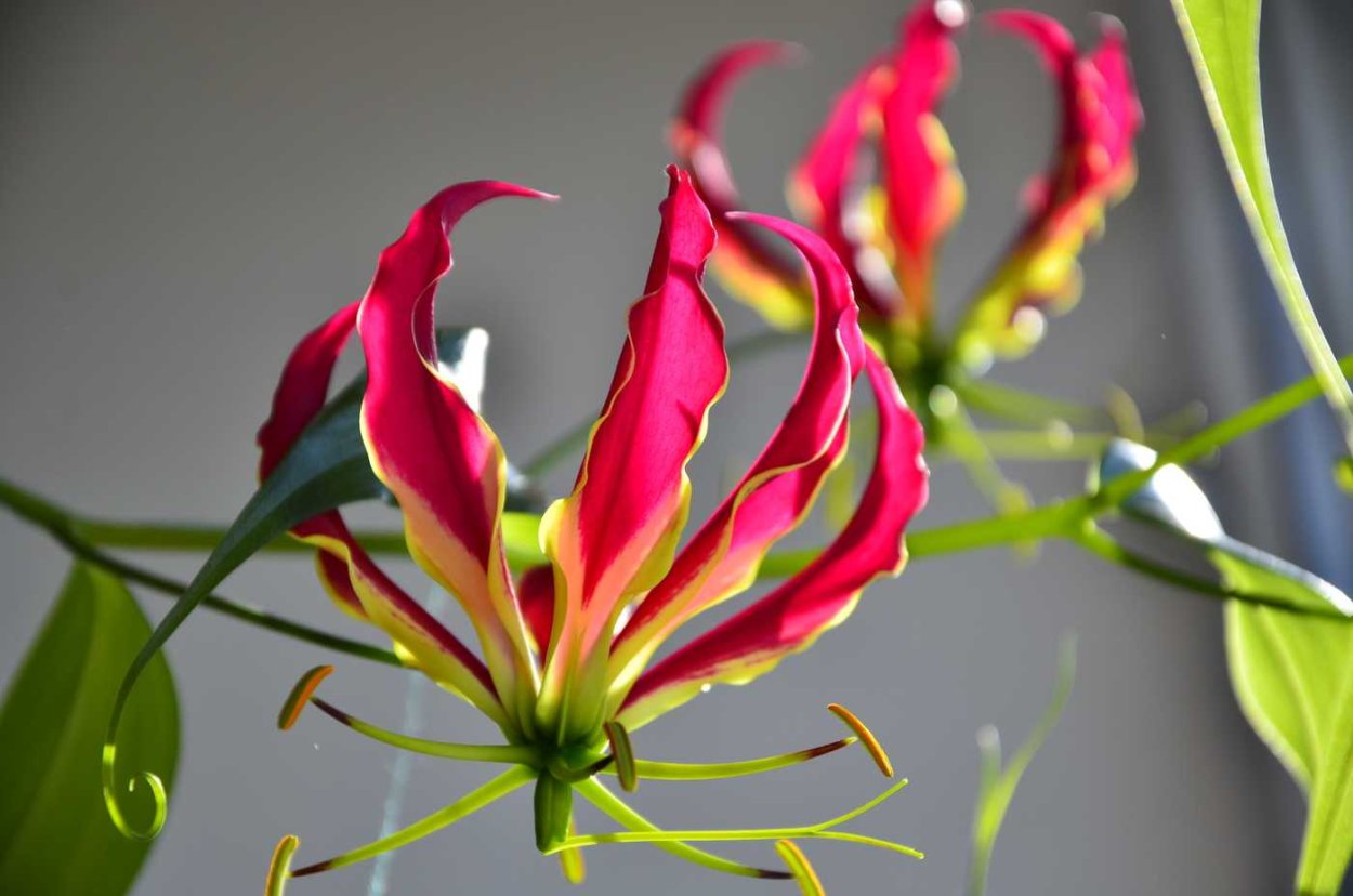 Лиана Глориоза