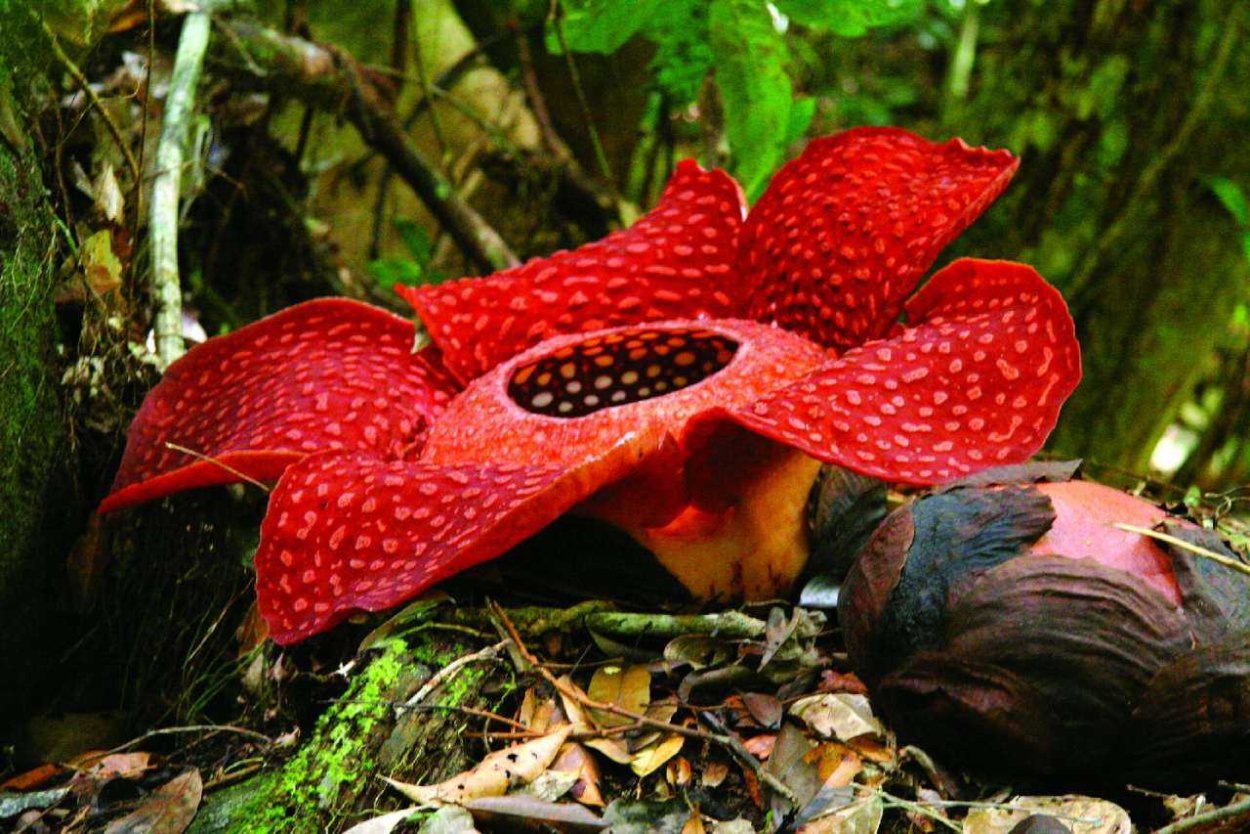 Раффлезия Арнольди самый большой цветок в мире
