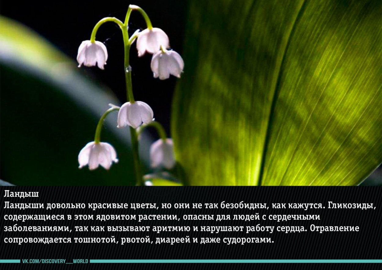 Красивые но смертельно ядовитые цветы