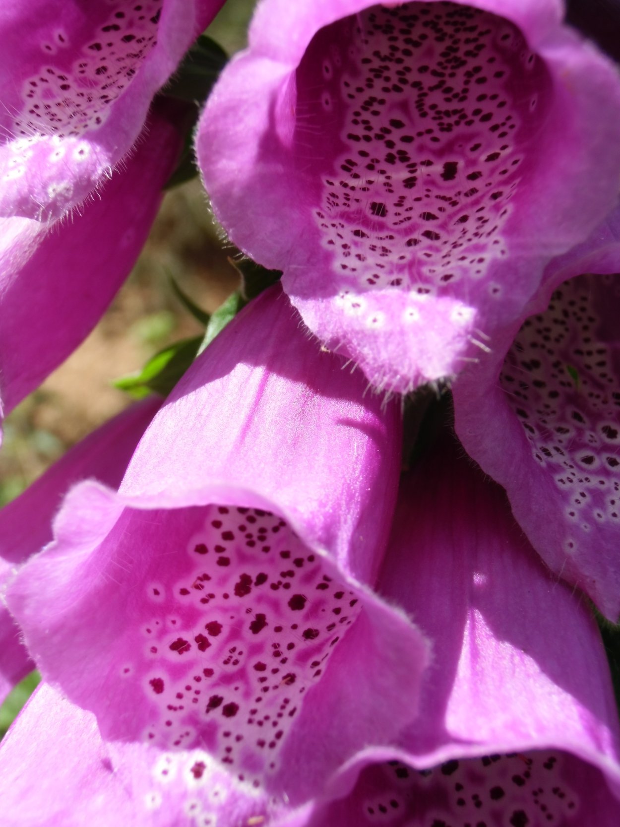 Наперстянка Шугар Плюм