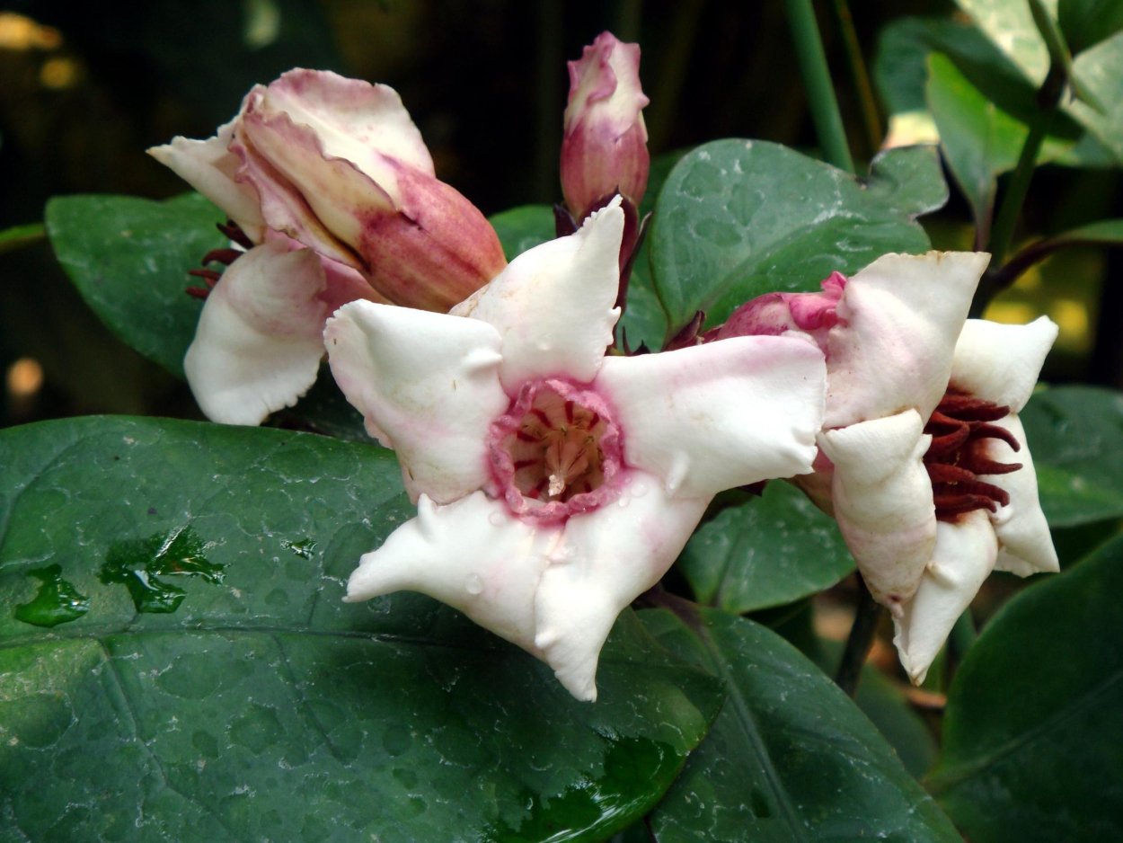 Ядовитая роза растение