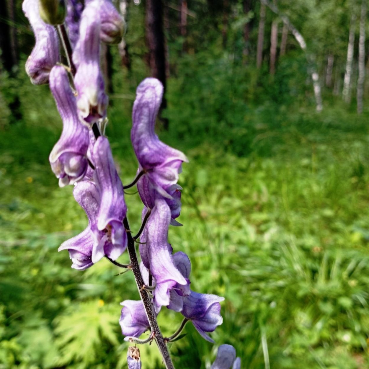 Аконит Итуруп