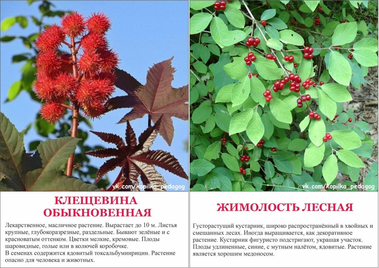 Ядовитое декоративное растение