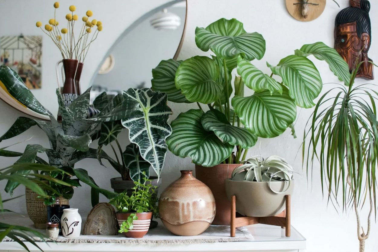 Urban Jungle интерьер Калатея