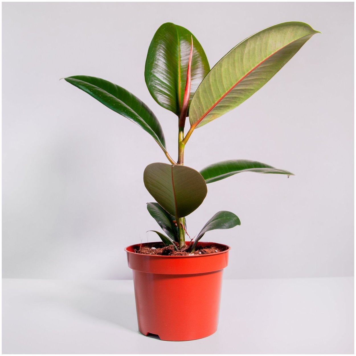 Фикус карийский