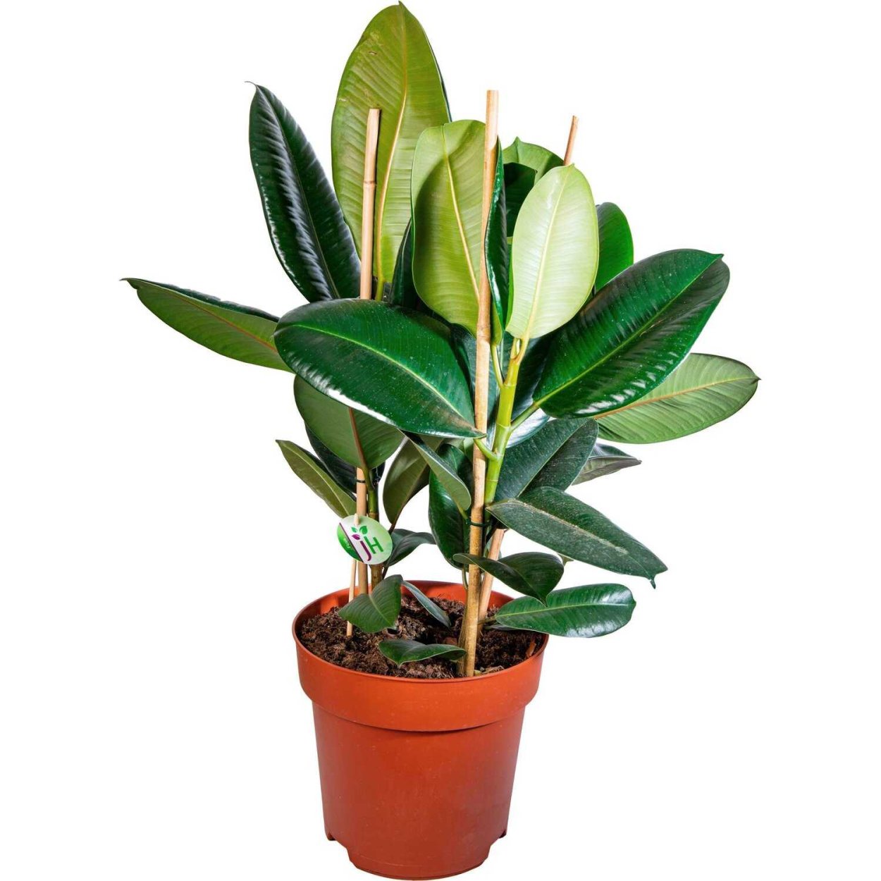 Фикус каучуконосный эластика