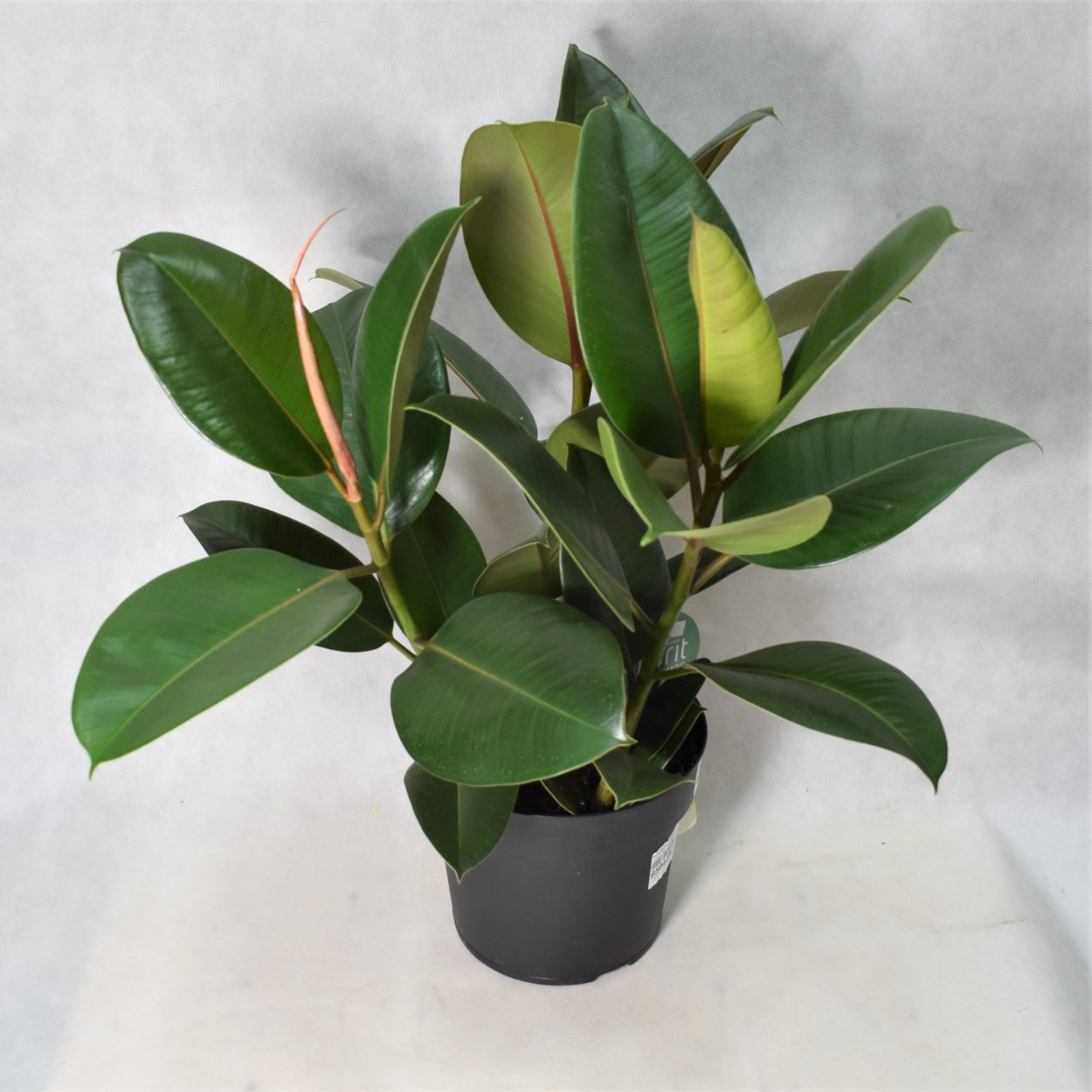 Фикус Робуста (robusta)