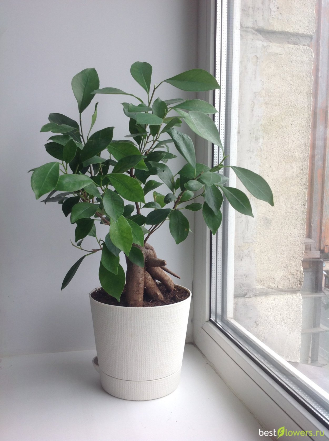 Фикус на подоконнике
