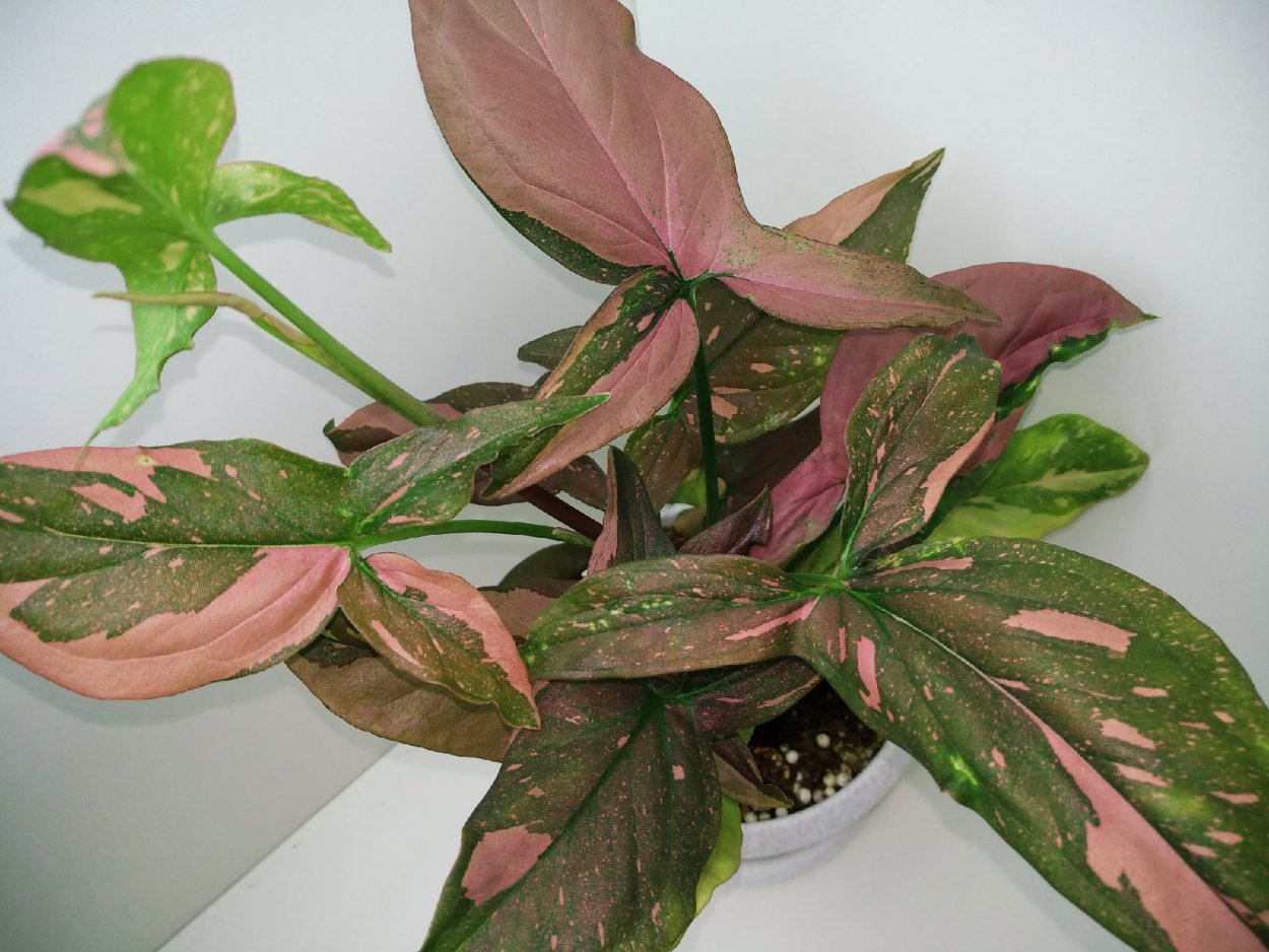 Эпипремнум Marble Apple