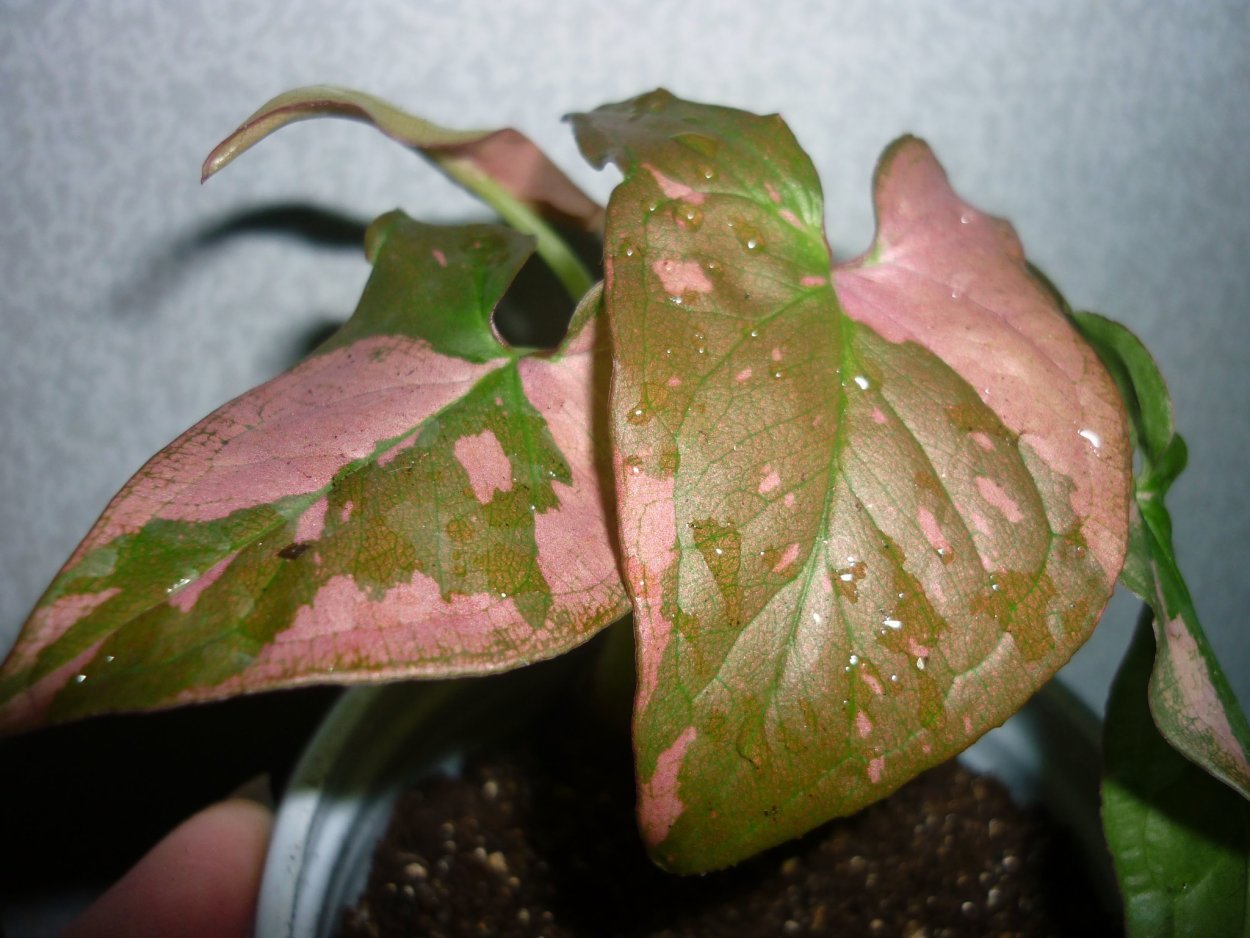 Сингониум ред спот