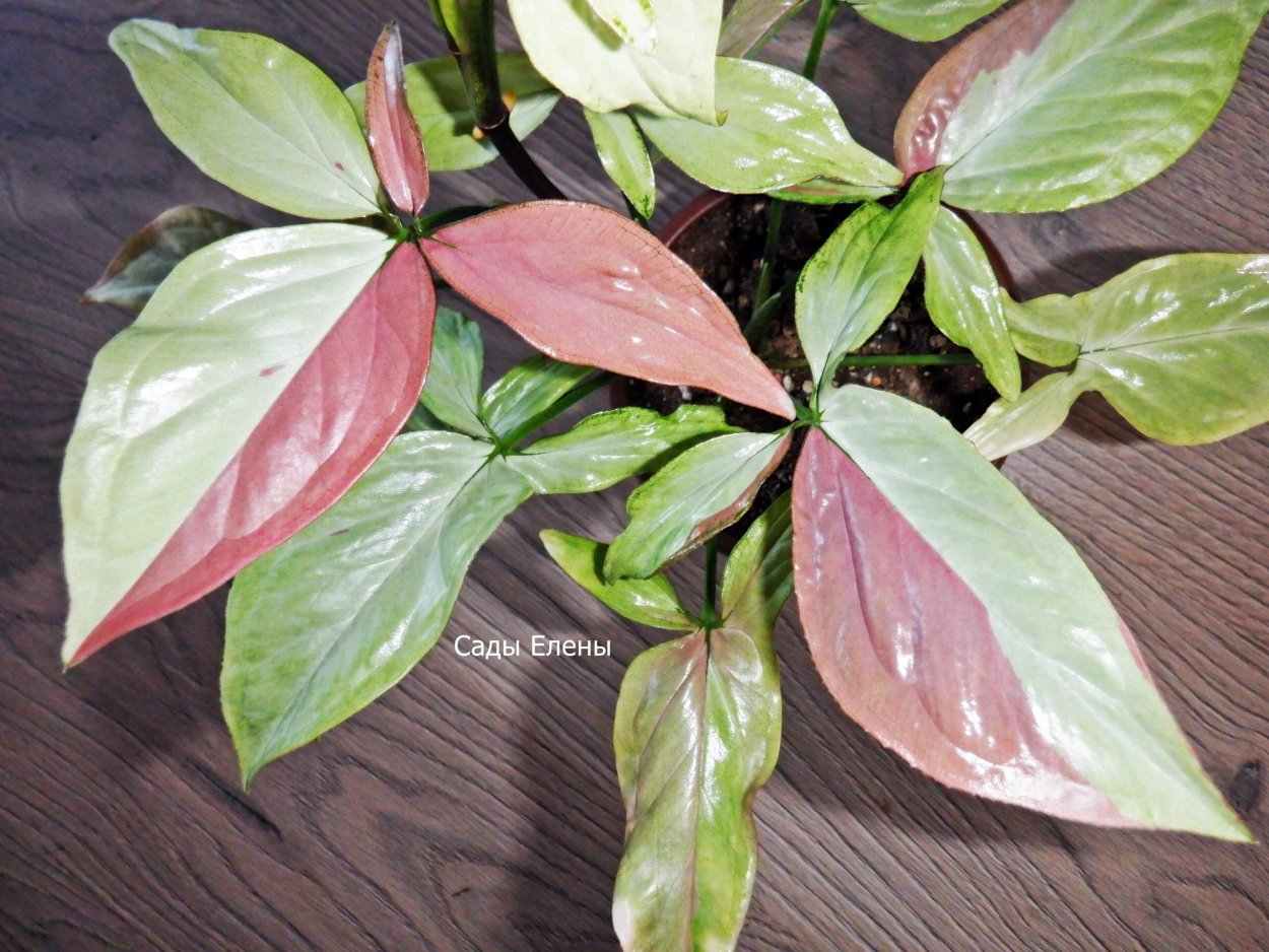 Сингониум ред спот