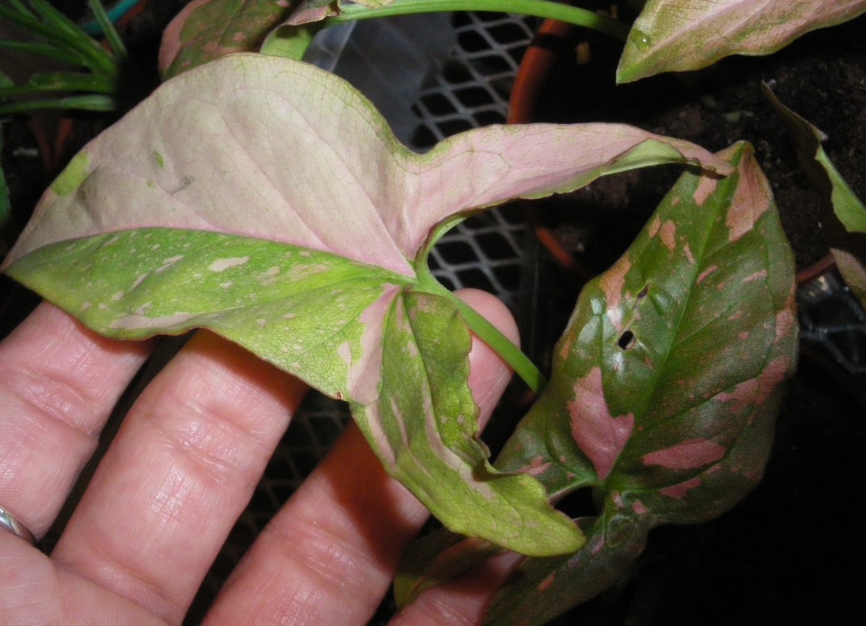 Сингониум Red spot