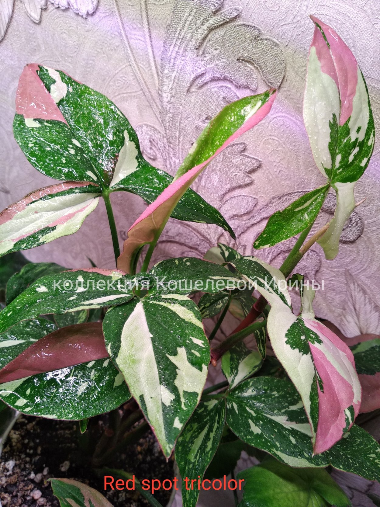 Сингониум Пинк спот Триколор