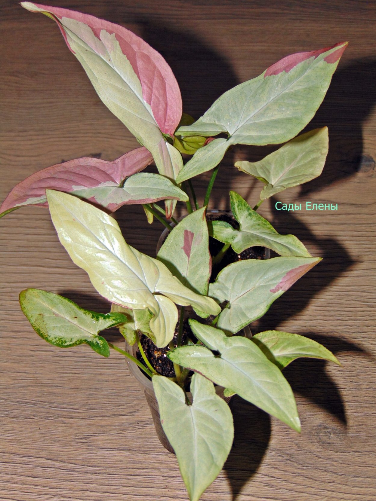 Сингониум ред Харт