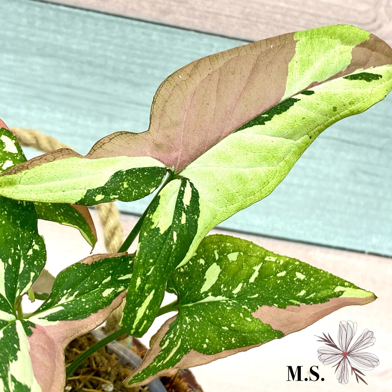 Сингониум Триколор