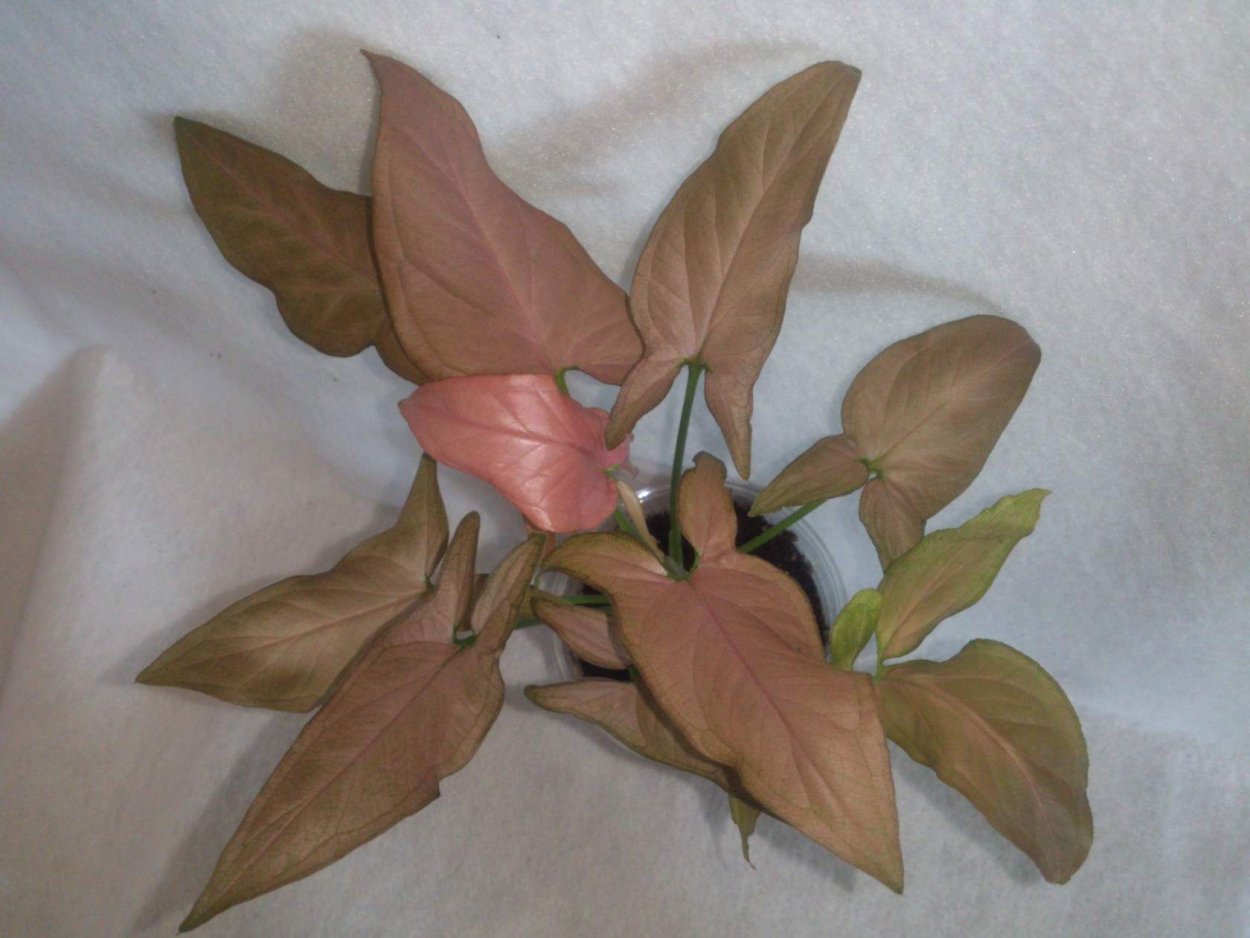 Сингониум Перфекшен