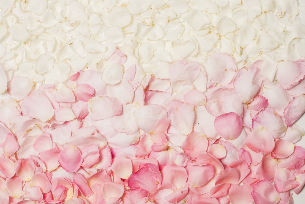 Розовые лепестки