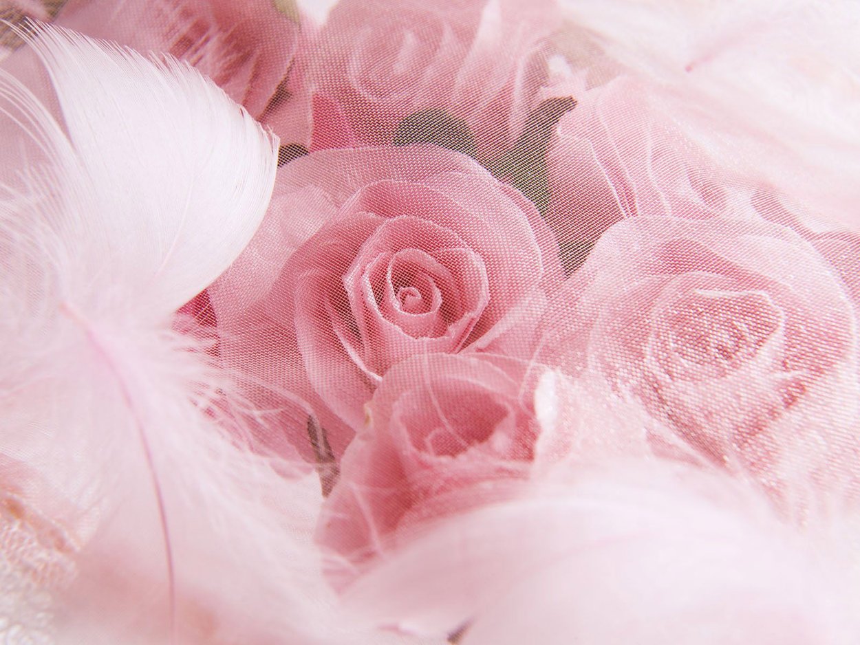 Розовые розы фон