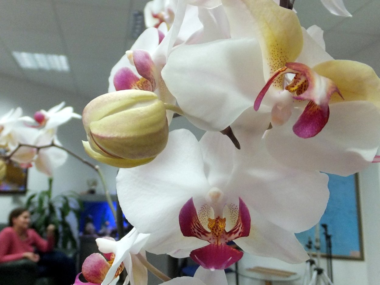 Пандора Орхидея фаленопсис