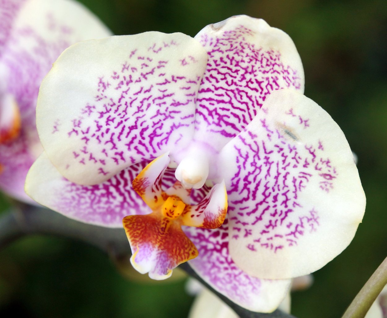 Фаленопсис sannion