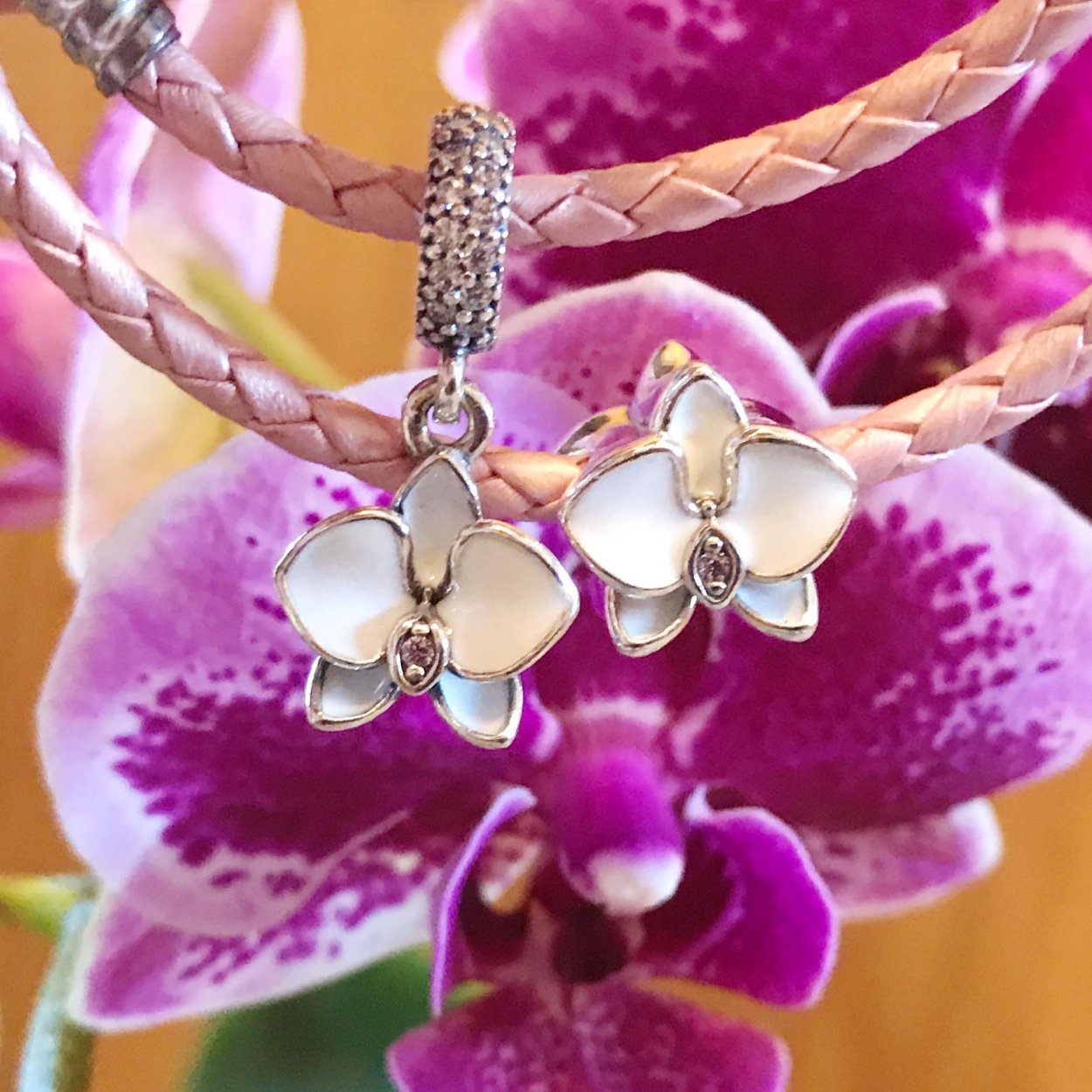 Орхидея Пандора