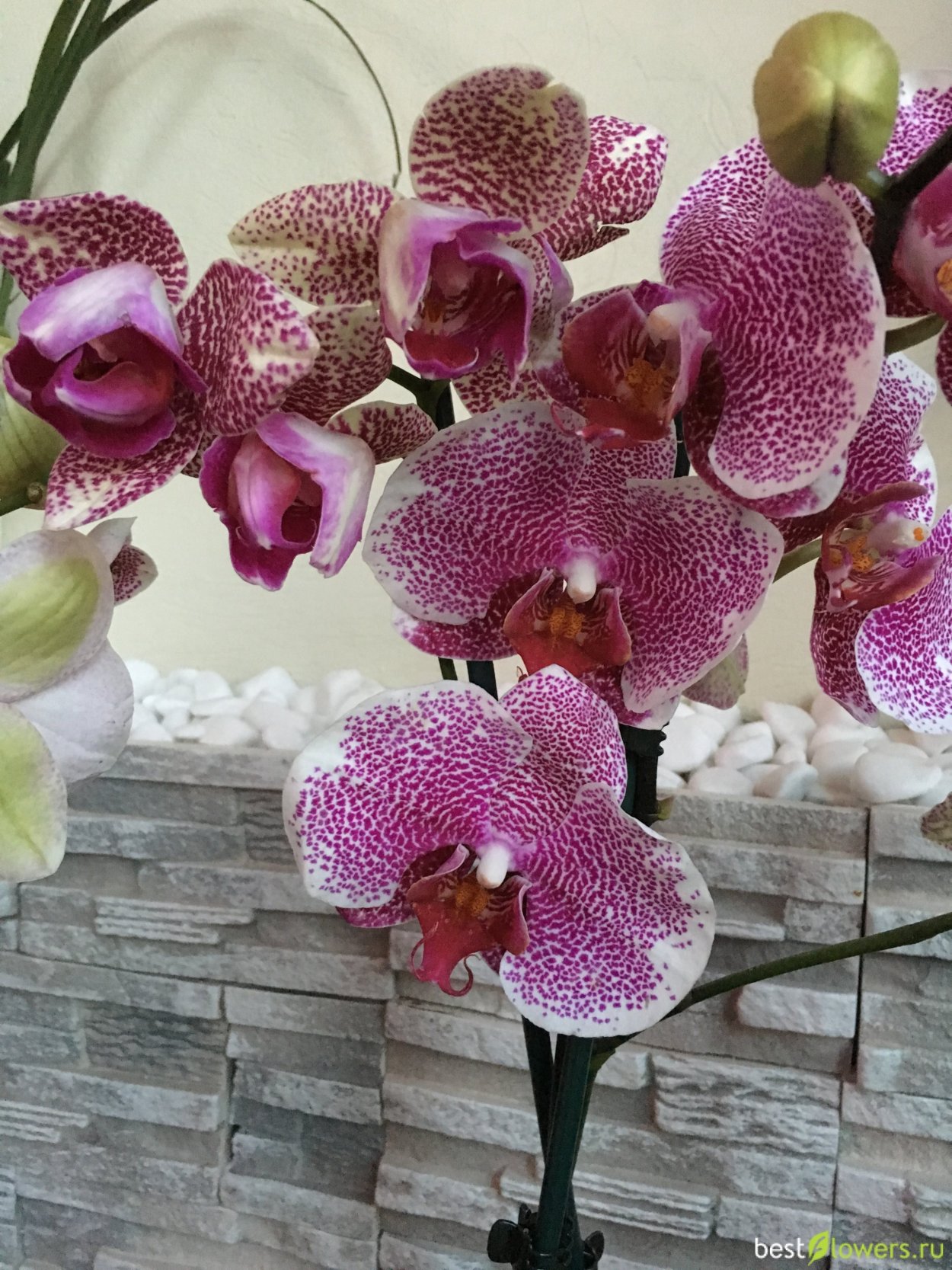 Фаленопсис сезам