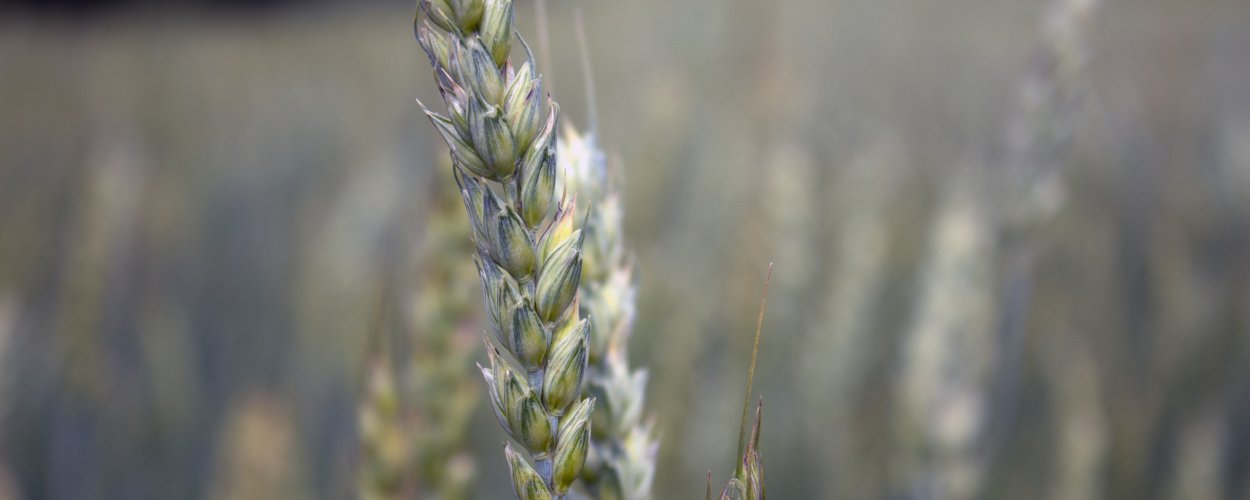 Обои колоски точка роста