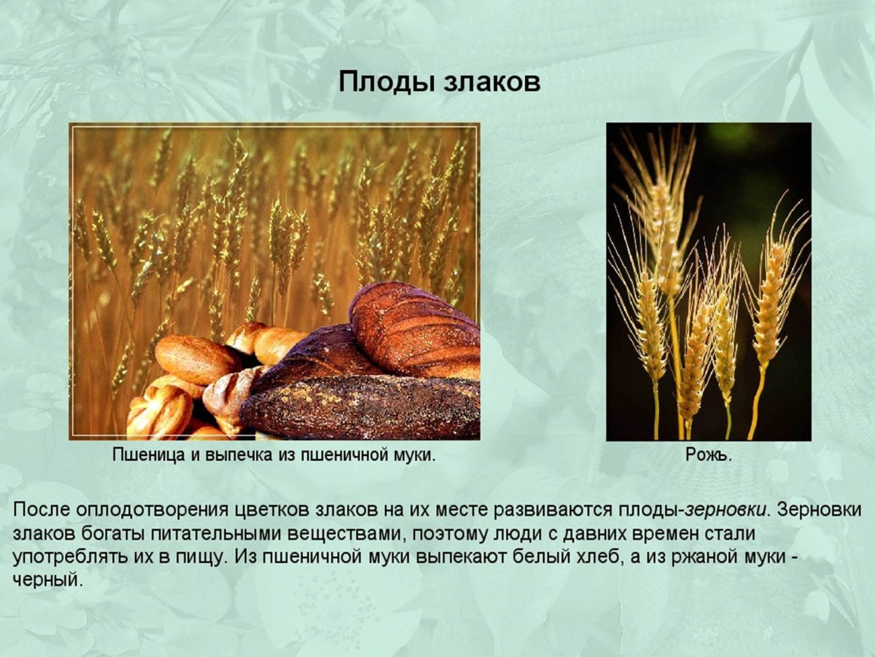 Плод злаки растений