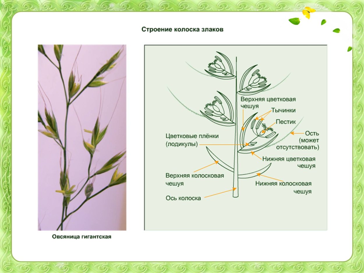 Строение колоска злаковых